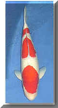 kohaku_sandan01.jpg (32174 Byte)