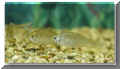 nfische_bitterling03.jpg (23236 Byte)