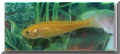 nfische_elritze_gold01.jpg (20731 Byte)