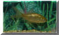 nfische_goldfisch01.jpg (25384 Byte)