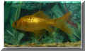 nfische_goldfisch02.jpg (26708 Byte)
