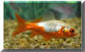 nfische_goldfisch06.jpg (23666 Byte)