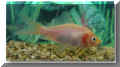 nfische_goldfisch07.jpg (20809 Byte)