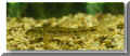 nfische_gruendling01.jpg (21588 Byte)