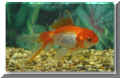 nfische_loewenkopf02.jpg (23021 Byte)
