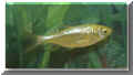 nfische_marmorkarpfen01.jpg (23339 Byte)