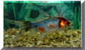 nfische_shubunkin02.jpg (28206 Byte)