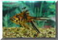 nfische_shubunkin_schl02.jpg (28517 Byte)