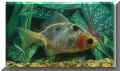 nfische_shubunkin_schl03.jpg (30643 Byte)