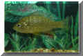 nfische_sonnenbarsch01.jpg (30904 Byte)